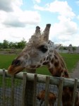 Girafe3.JPG