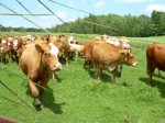 Vaches_été20083.JPG